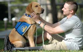 Veteran sitting on grass with service dog